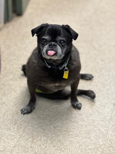 Monster the senior pup sitting on the floor with his tongue stuck out